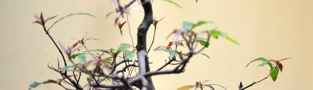 Balmoral Auto Repairs